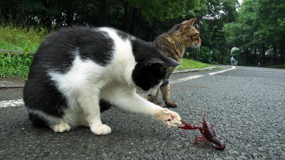 cat-and-scorpion