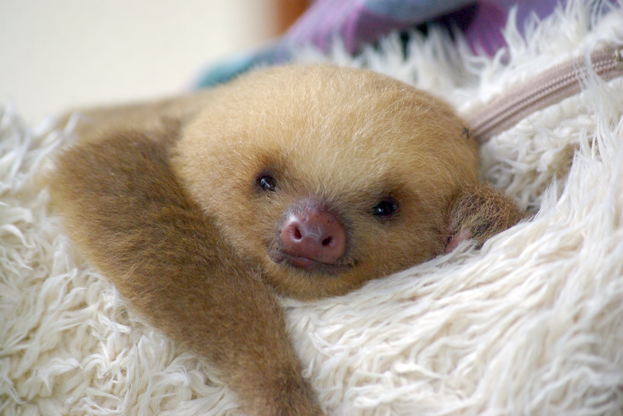 Baby Sloth – (c) sweettaterblog.com