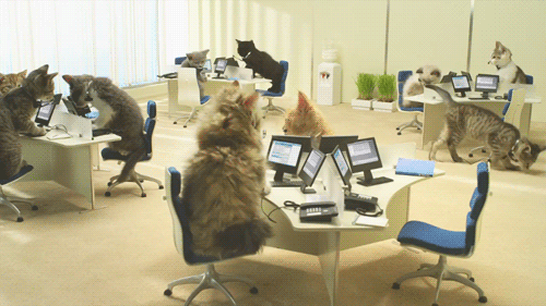 cats at work