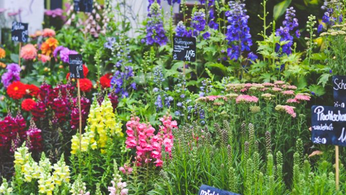 11 Tolle Blumenladen In Berlin Mit Vergnugen Berlin