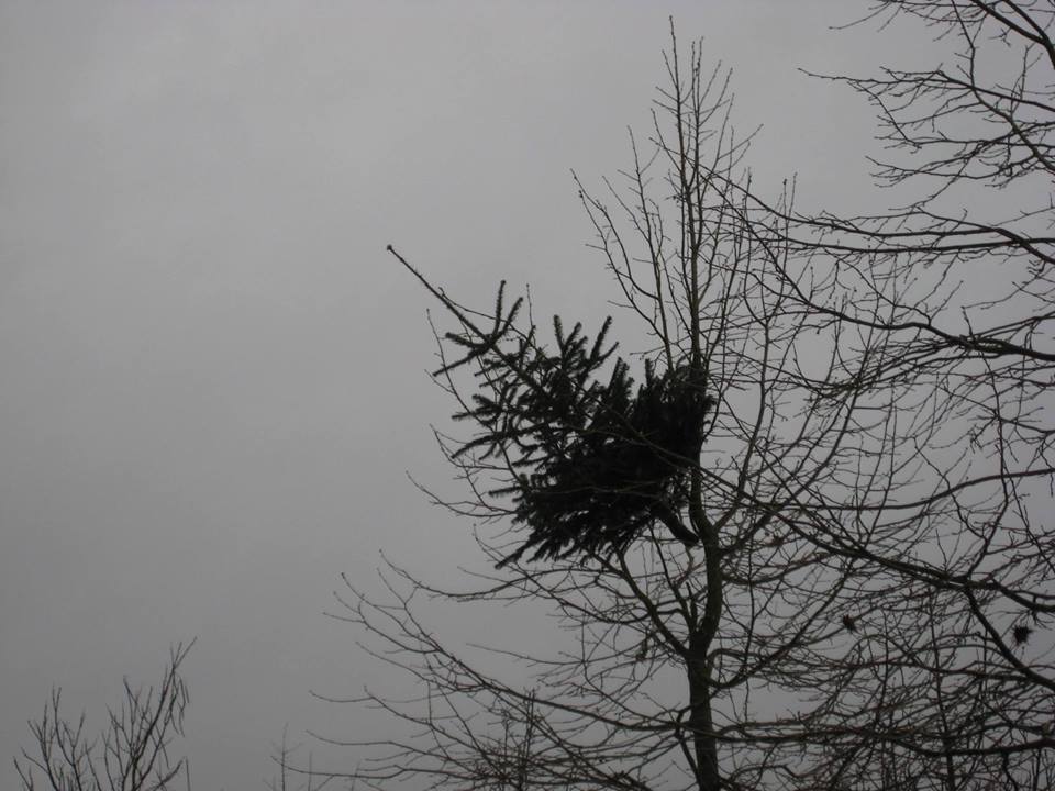 10330252_10153417800361448_5465946005899906268_n