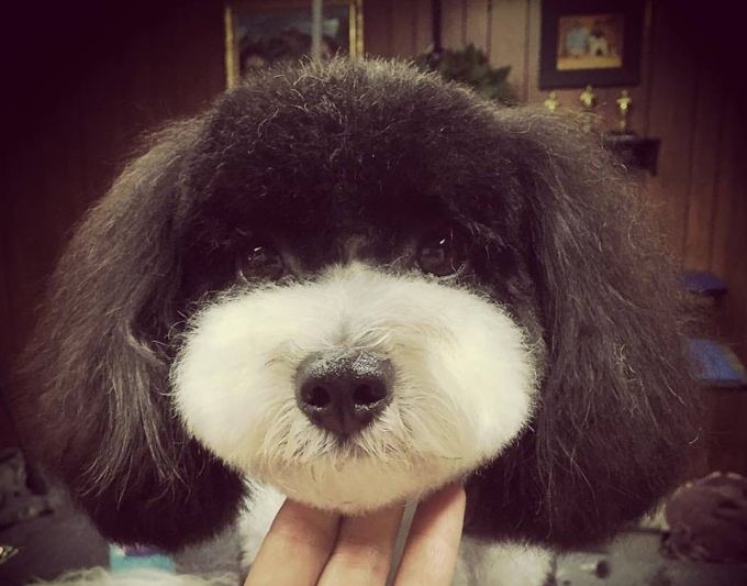 so lustig sehen hunde beim frisor aus