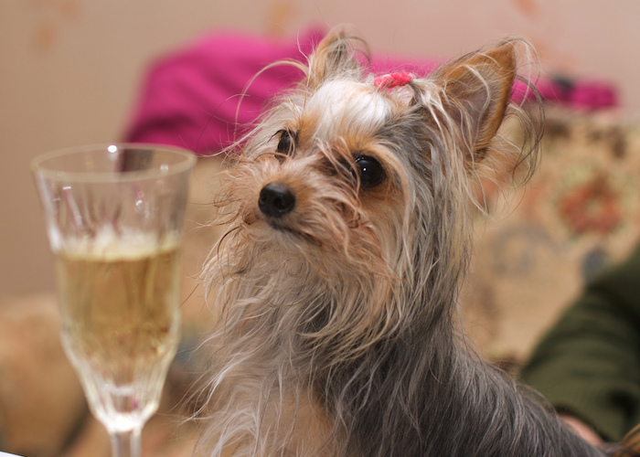 hund champagner sekt