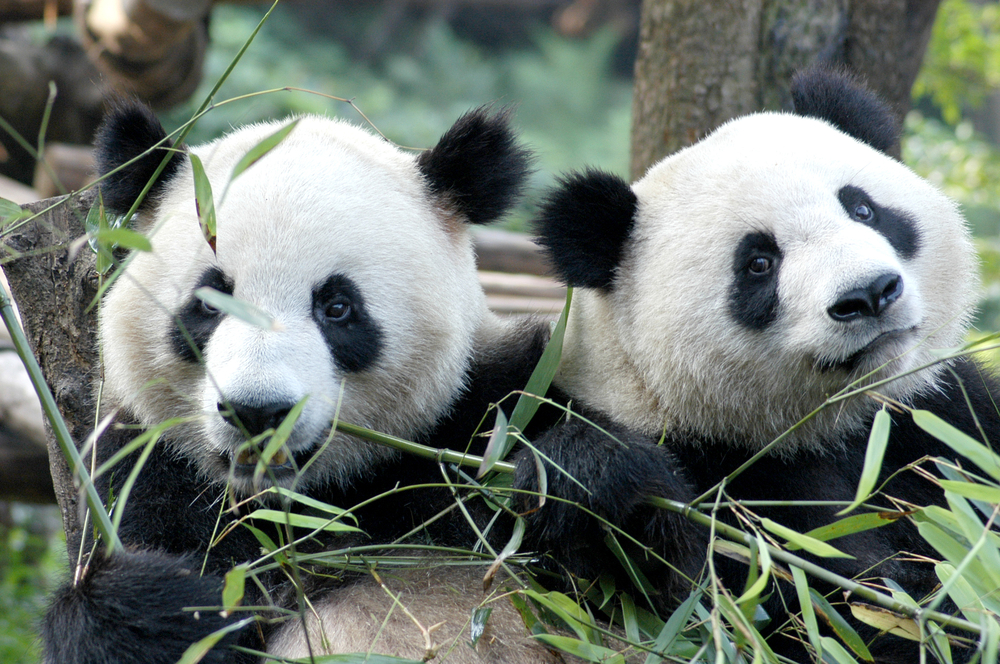 Bäriger Besuch – Zwei Pandas ziehen nach Berlin | Mit Vergnügen Berlin