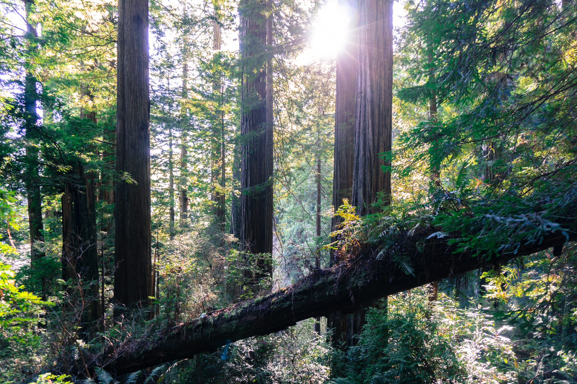 Die größten Bäume der Welt im Redwoods Nationalpark bestaunen | Mit