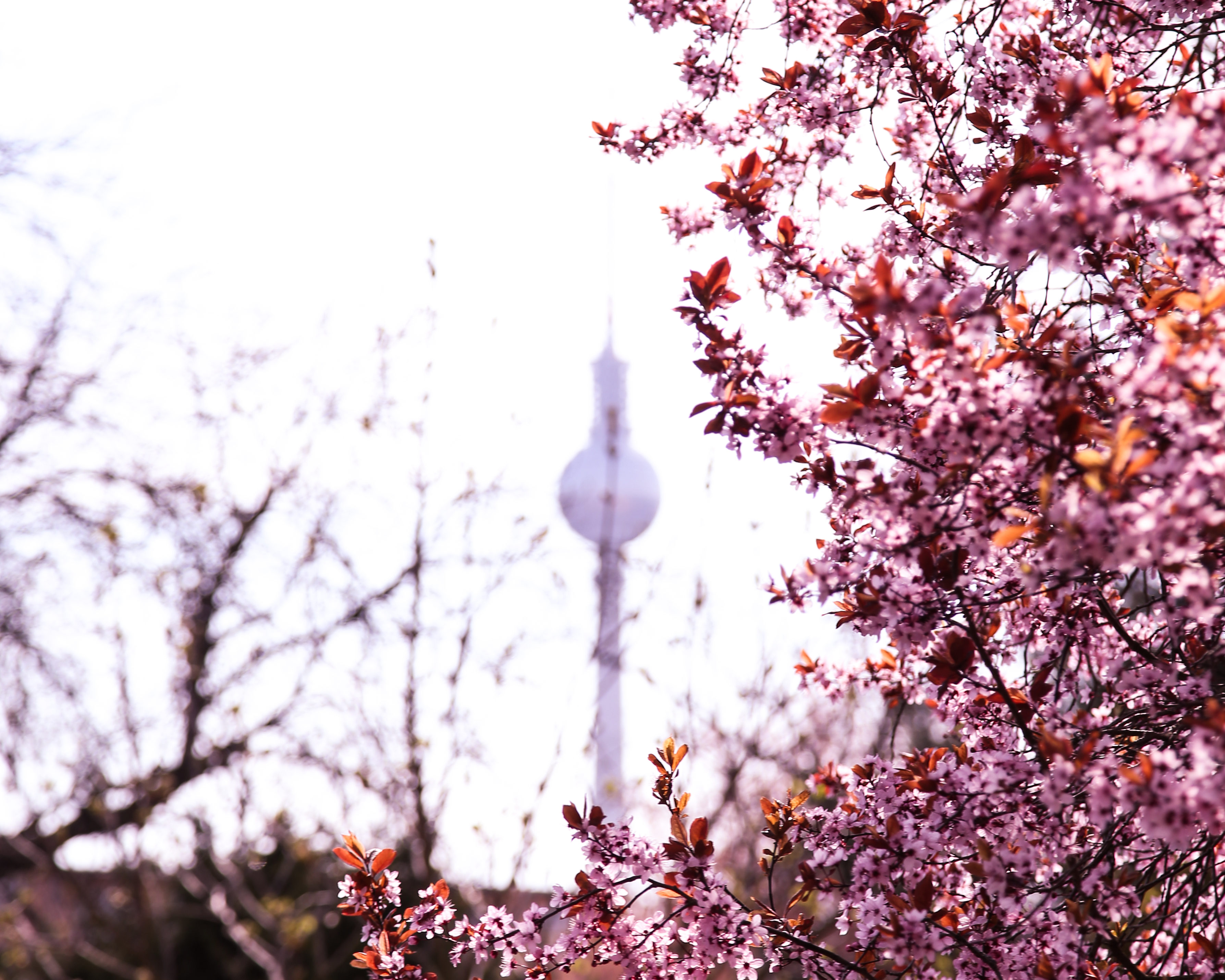 11 Orte in Berlin, an denen wunderschöne Kirschbäume blühen