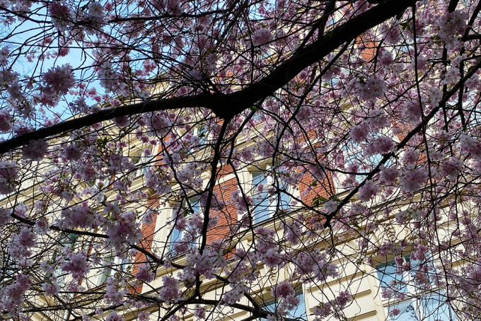 Kirschblüten Rykestraße