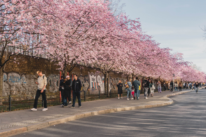 Kirschblüten Schwedter Straße