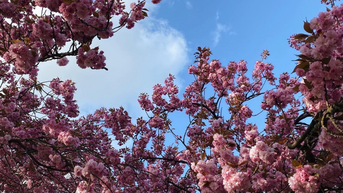 Kirschblüten universal