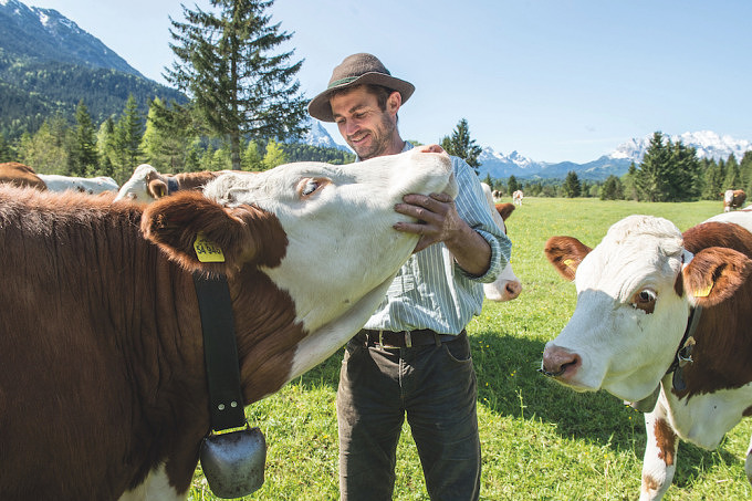Bauer mit Kühen auf der Weide, Berchtesgadener Land