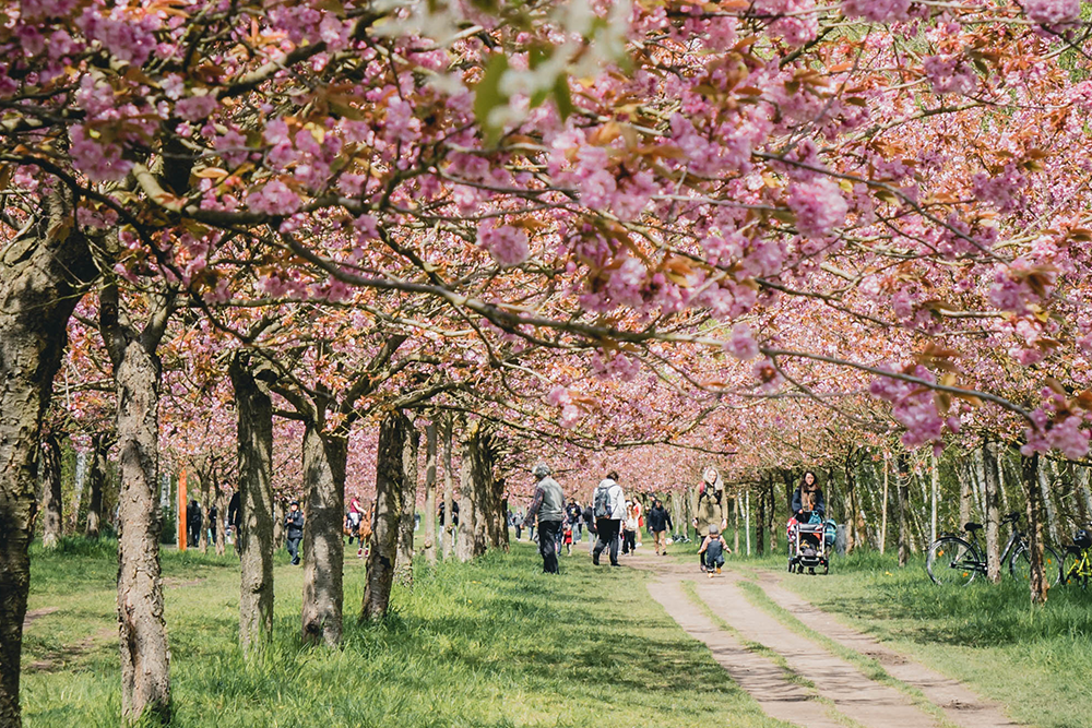 #Spargelsaison, Kirschblütenwochen und All Ears Summit – die Wochenvorschau