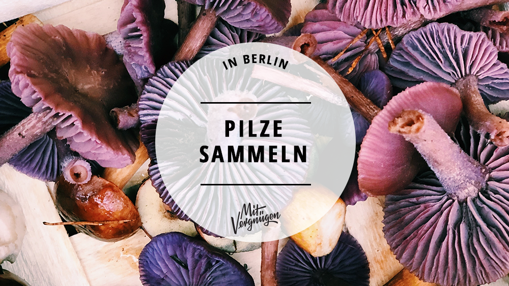 Pilze sammeln in Berlin