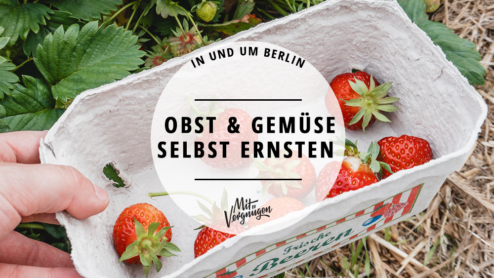 11 Orte, an denen ihr selbst Obst und Gemüse ernten könnt